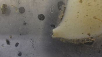 Media type: image;   Invertebrate Zoology 153115 Description: live specimen;